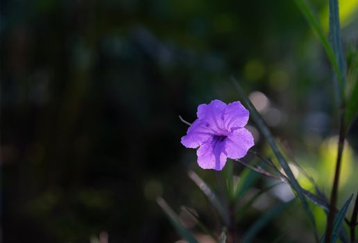 close up of purple flowers on beautiful bokeh background