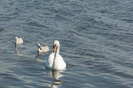 Wildlife. A swan with chicks swims on the surface of the water. Stock photo.