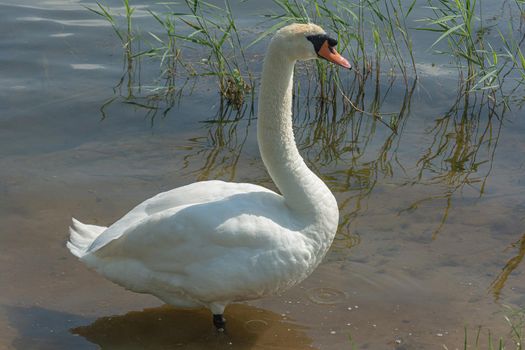 Wildlife. A close-up of a swan stands in the shallow water of a reservoir. Stock photo.