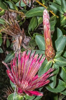 A Shuttlecock Sugarbush, Protea Aurea, in the Helderberg Nature Reserve near Somerset West