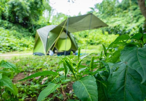 Green chili peppers on the tree with camping background