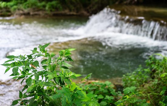 Green chili peppers on the tree with waterfall background