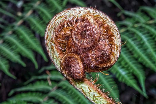 The unfolding leaf of a fern in the Helderberg Nature Reserve near Somerset West