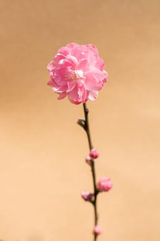 Tree bloom blossom beautiful flowers on a background