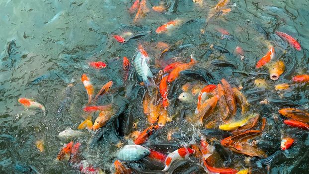 Koi fish, Colorful fancy fish closeup swimming at pond.