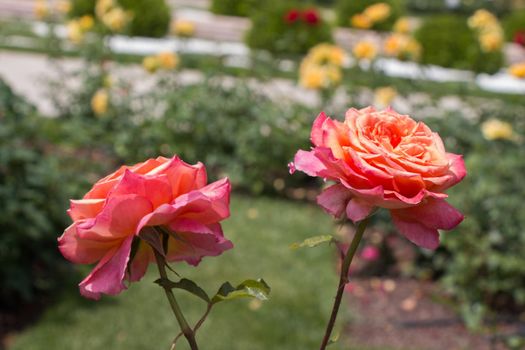 Two blooming beautiful colorful roses in the garden background