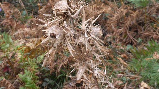 Flower Thorn In A Forest