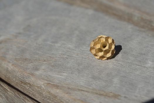 Small wasp nest, made of paper like fiber material, lying on the wooden table that the wasps took the fibers from to build the nest. Much copy space