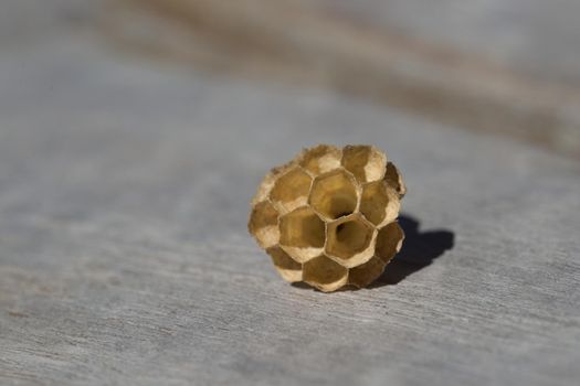 Copy space surrounds small empty wasps nest. Lit by natural sunlight and on a grey wood background. selective macro focus, suitable for background use