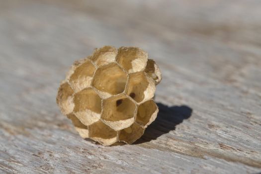 Small paper wasps nest made of hexagonal compartments. Paper fiber material on a grey wooden background. Natural textures and outdoor sunlight.