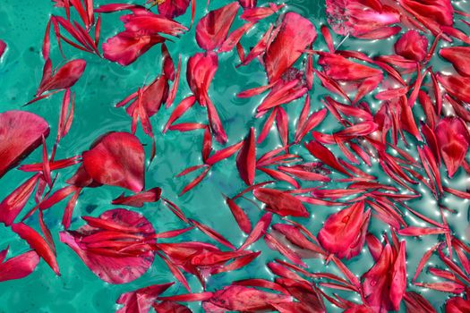 Red peony petals floating on green water