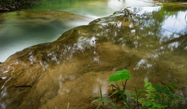 Colocasia esculenta leaf, commonly known taro leaf near the waterfall in the forest