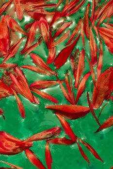 Red flower petals floating on green liquid