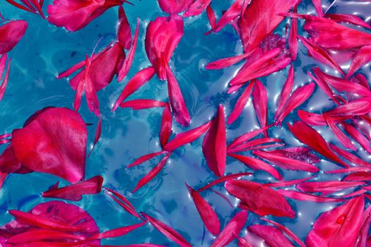 Peony petals floating on blue water