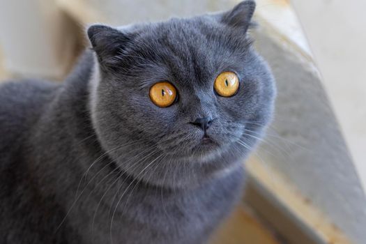 Portrait of a grey Scottish cat on a blurry background.