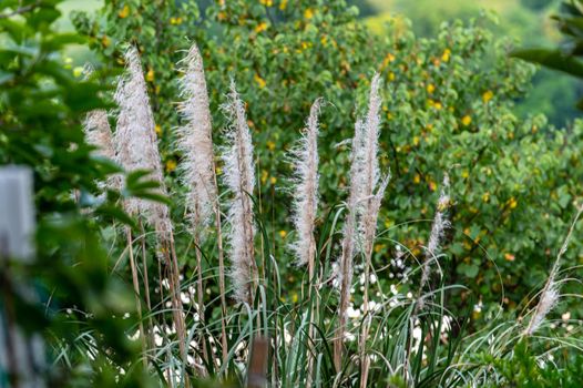 pampas plant with its feathers in the summer time