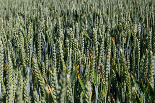 Natural background close up of field of Common wheat plants, Triticum Aestivum