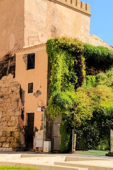 Elche, Alicante, Spain- July 2, 2021: Tourist visiting Calahorra Tower with its wonderful vertical garden under blue sky in the center of town in Elche, Alicante, Spain