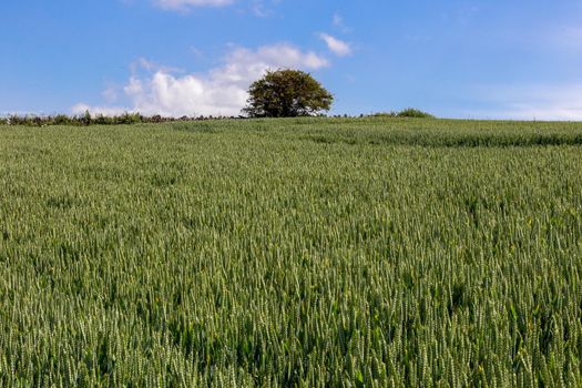 Field of Common wheat plants, Triticum Aestivum