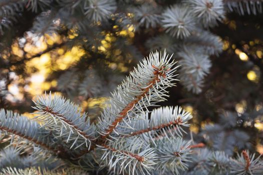 Branch of blue spruce close up, selective focus.