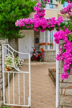 Decoration of a residential building with bright purple flowers.