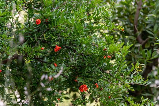 Pomegranate plants in bloom with bright colors in the summer