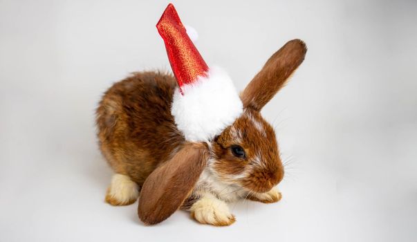 A small brown rabbit with white spots and a Santa Claus hat.The concept of the new year of Easter.Cute pet.
