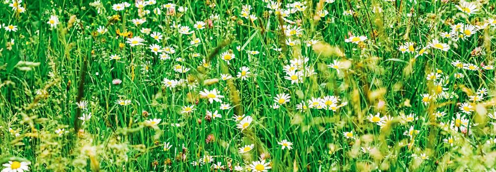 Daisy field in summer, green grass and blooming flowers, chamomile meadow as spring nature and floral background, botanical garden and eco environment.