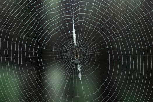 Close-up of a round spider web with a spider in the center in the forest.