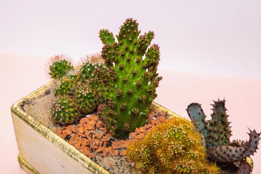 A set of cactus flowers in one pot. Composition from cacti. Close-up
