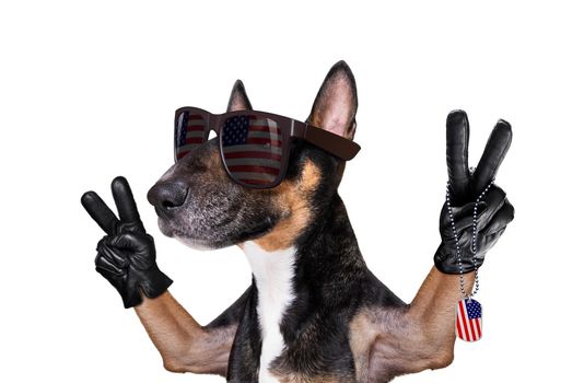 bull terrier waving a flag of usa and victory or peace fingers on independence day 4th of july with sunglasses