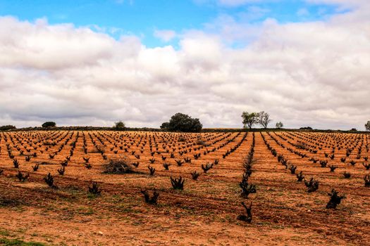 Landscape of vineyards with red land under gray sky in Castilla la Mancha, Spain