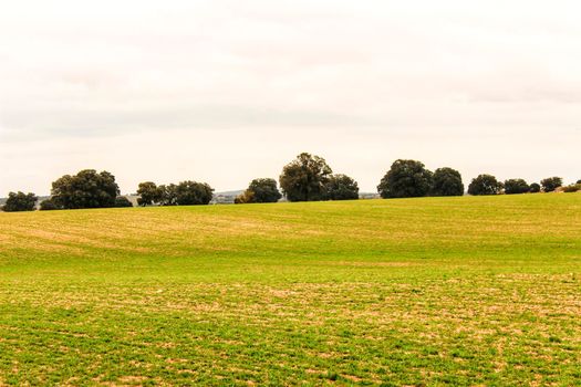 Green meadow landscape with oak trees under cloudy sky in Castilla La Mancha, Spain