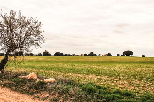 Green meadow landscape with oak trees under cloudy sky in Castilla La Mancha, Spain