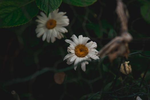 White and yellow florets surrounded by dark green