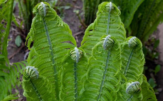 Curls of young green fern shoots. Plants in nature. Spring season. A new life. Green curls.