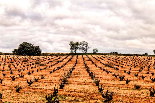 Landscape of vineyards with red land under gray sky in Castilla la Mancha, Spain