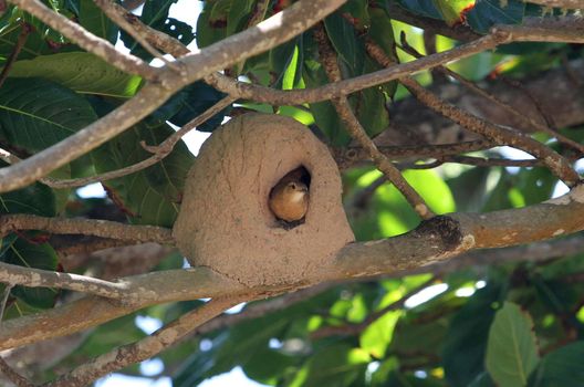 salvador, bahia, brazil - february14, 2014: Joao de Barro bird - Furnarius rufus - guards his house built in an almond tree in the municipality of Salvador.



