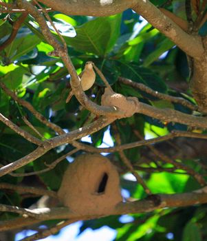 salvador, bahia, brazil - february14, 2014: Joao de Barro bird - Furnarius rufus - guards his house built in an almond tree in the municipality of Salvador.


