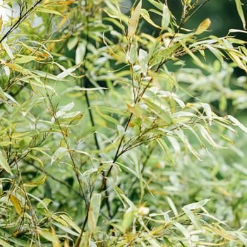 Bamboo background, fresh leaves on tree as nature, ecology and environment concept.