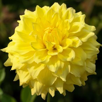 Dahlia (Dahlia), flowers of summer