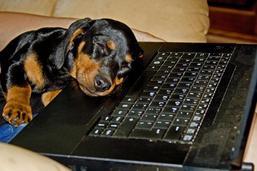 Young Dachshund pup demanding his share of the lap of his studying human