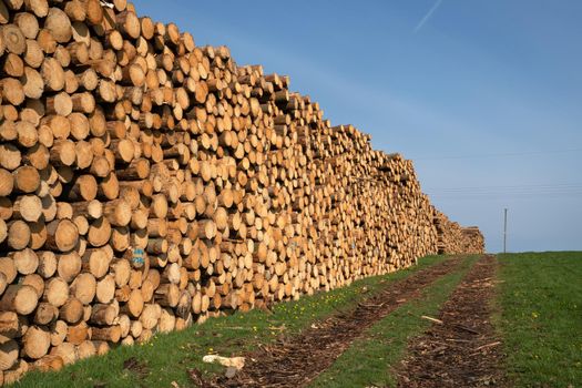 Panoramic image of footpath alongside log piles, forestry in Germany 
