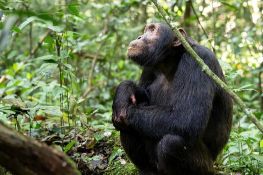 Close up image of chimpanzee within the forest of the Kibale National Park, Uganda, Africa