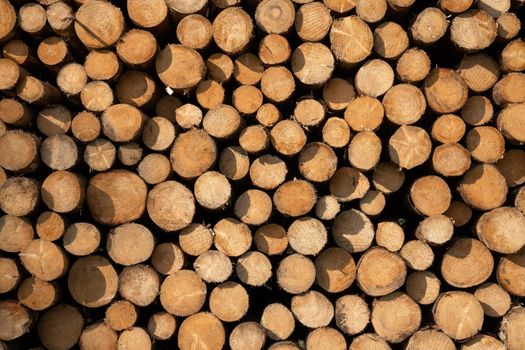 Close up image of log piles, forestry in Germany 