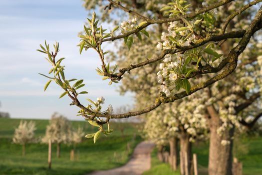 Panoramic image of meadow orchard with blossoming trees, Bergisches Land, Germany  