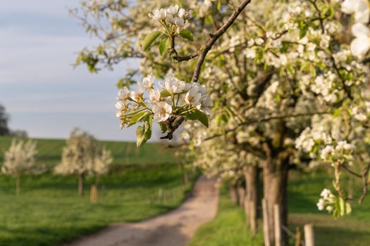 Panoramic image of meadow orchard with blossoming trees, Bergisches Land, Germany  