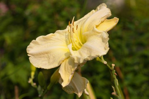 Day lily (Hemerocallis), close up of the flower head