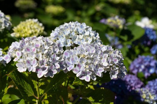 Penny mac (Hydrangea macrophylla), flowers of summer
