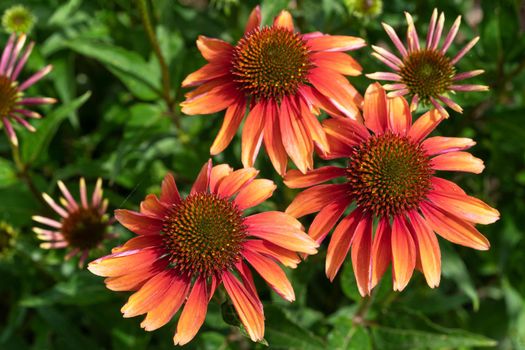 Coneflower (Echinacea purpurea), flowers of summer